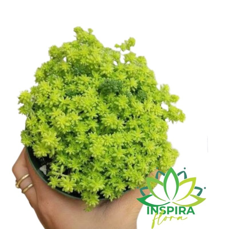 06 Suculenta Carpete Dourado Sedum Japonicum Tokyo Cuia 13