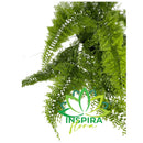 1 Planta Samambaia Asa De Anjo Grande Cuia 25 Pendente