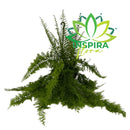 1 Planta Samambaia Asa De Anjo Grande Cuia 25 Pendente