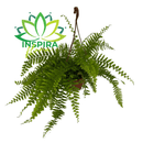 1 Muda Samambaia Alemã Cuia 18 Pendente