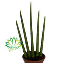 Planta Lança São Jorge Sansevieria Aperto De Mão Pote 14 Lar