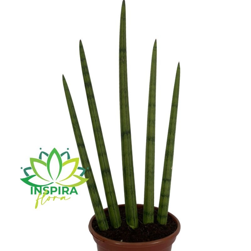 Planta Lança São Jorge Sansevieria Aperto De Mão Pote 14 Lar