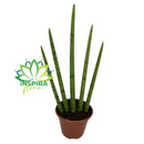 Planta Lança São Jorge Sansevieria Aperto De Mão Pote 14 Lar