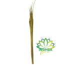 500 Varetas Junco Amarelo Desidratado