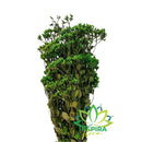 Buque Flor Chuvisco Natural Desidratada Buque Flores Secas