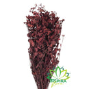 Buque Flor Chuvisco Natural Desidratada Buque Flores Secas