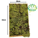 Musgo Verde Fofão Vivo Para Arranjo Decoração