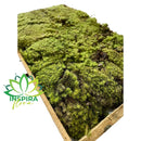 Musgo Verde Fofão Vivo Para Arranjo Decoração