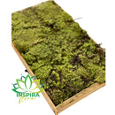 Musgo Verde Fofão Vivo Para Arranjo Decoração