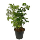 Planta Natural Arvore Da Felicidade Pote 20 Polyscias Guilfoylei