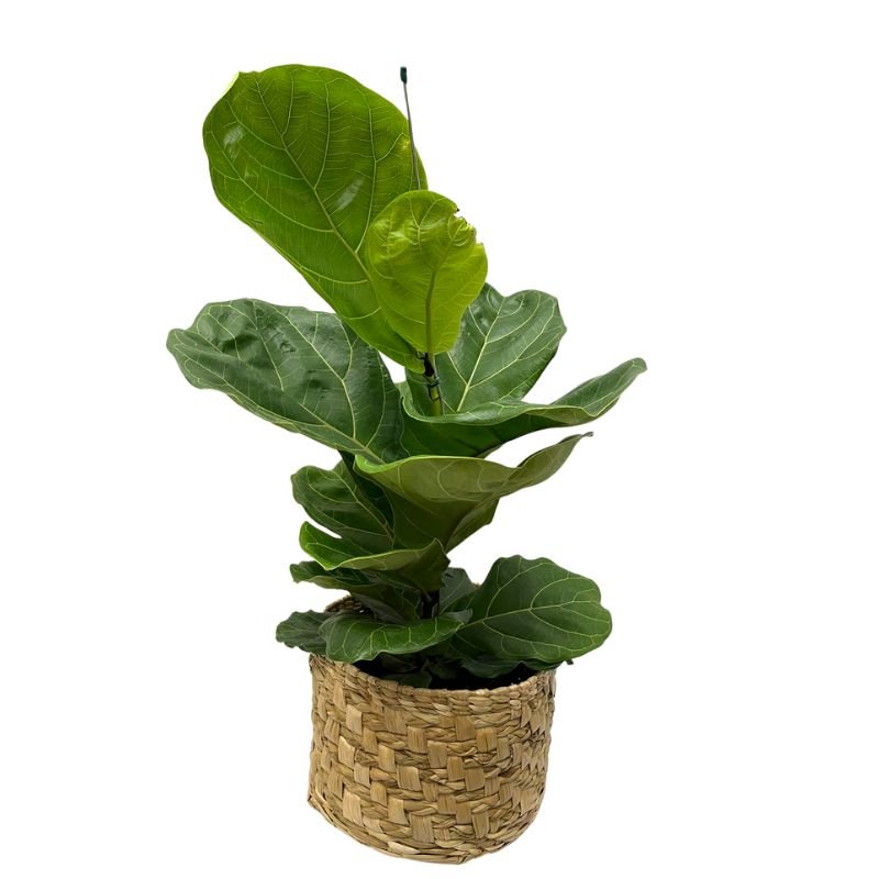 Planta Muda Ficus Lyrata Ideal P/ Ambientes Internos Pote 15