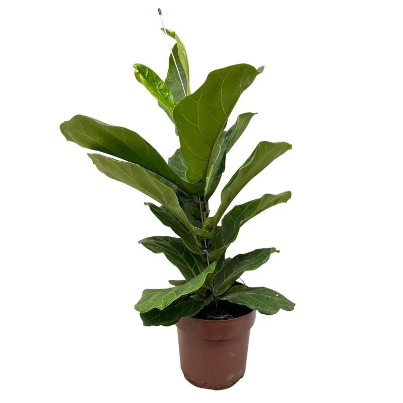 Planta Muda Ficus Lyrata Ideal P/ Ambientes Internos Pote 15