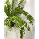 1 Planta Samambaia Rabo de Peixe Cuia 21 60Cm