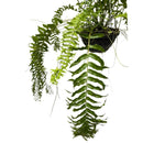 1 Planta Samambaia Rabo de Peixe Cuia 21 60Cm