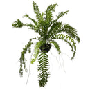 1 Planta Samambaia Rabo de Peixe Cuia 21 60Cm