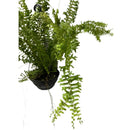 1  Planta Samambaia Rabo de Sereia Cuia 21 - 60Cm