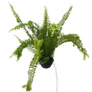 1  Planta Samambaia Rabo de Sereia Cuia 21 - 60Cm