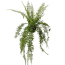 1 Planta Samambaia Estrela Cadente Cuia 21 - 90Cm