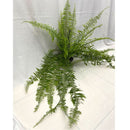 1 Planta Samambaia Estrela Cadente Cuia 21 - 90Cm