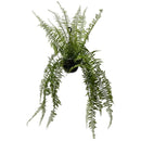 1 Planta Samambaia Estrela Cadente Cuia 21 - 90Cm