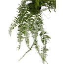 1 Planta Samambaia Estrela Cadente Cuia 21 - 90Cm