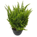 Samambaia Havaiana Nephrolepis Exaltata Natural Cuia 21