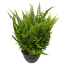 Samambaia Havaiana Nephrolepis Exaltata Natural Cuia 21