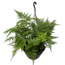 Planta Samambaia Renda Francesa Cuia 21