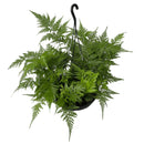 Planta Samambaia Renda Francesa Cuia 21