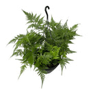 Planta Samambaia Renda Francesa Cuia 21