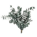 Arranjo Floral Eucalipto Desidratado Com Vaso Vidro Julieta