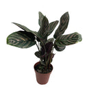 Planta Calathea Ornata Rosa Pote 12 Maranta Riscada