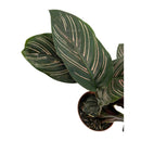 Planta Calathea Ornata Rosa Pote 12 Maranta Riscada
