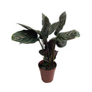Planta Calathea Ornata Rosa Pote 12 Maranta Riscada