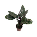 Planta Calathea Ornata Rosa Pote 12 Maranta Riscada