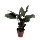 Planta Calathea Ornata Rosa Pote 12 Maranta Riscada