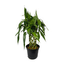 Bambu Da Sorte Trançado 12 Hastes Grande Presente Casa Nova