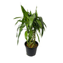 Bambu Da Sorte Trançado 12 Hastes Grande Presente Casa Nova