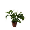 Adansoni Obliqua Costela De Eva Monstera Furada Pote 15