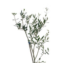 Muda De Oliveira Olea Europaea
