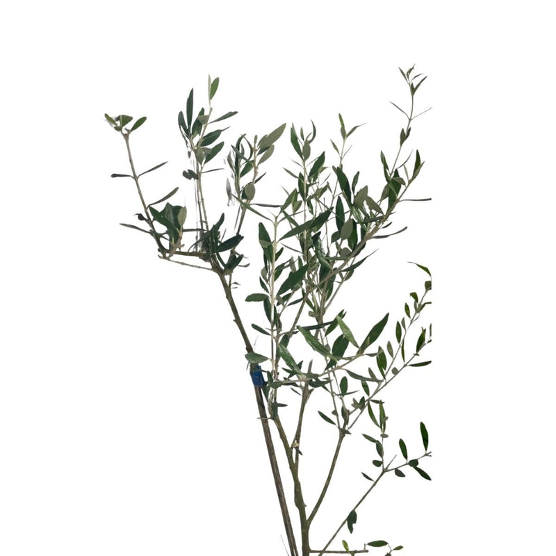 Muda De Oliveira Olea Europaea