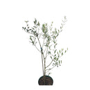 Muda De Oliveira Olea Europaea