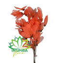 Flor no Galho Esquelética Magnólia Salmão