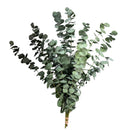 Buquê Eucalipto Desidratado Natural - Seco 50Cm