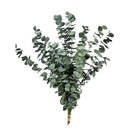 Buquê Eucalipto Desidratado Natural - Seco 50Cm