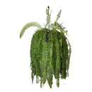 1 Planta Samambaia Paulistinha De Metro Cuia 21 - 90Cm