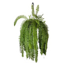 1 Planta Samambaia Paulistinha De Metro Cuia 21 - 90Cm