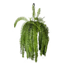 1 Planta Samambaia Paulistinha De Metro Cuia 21 - 90Cm