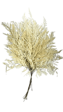 Maço de Avencão Alvejado Decoração Jardim Vertical