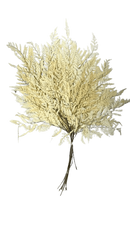 Maço de Avencão Alvejado Decoração Jardim Vertical